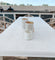 Pure White - Outdoor -
